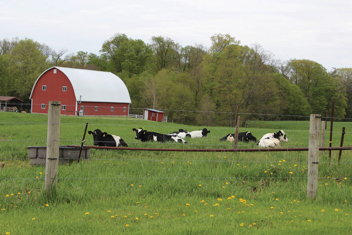Dairy cows on pasture