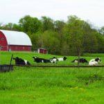 Dairy cows on pasture (Farm and Dairy file photo)