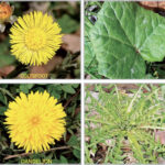 dandelion and coltsfoot