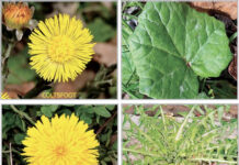 Confusing spring lookalikes: Coltsfoot vs dandelion dandelion and coltsfoot