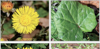 dandelion and coltsfoot