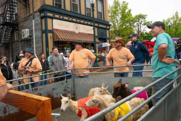 Running of the Wools