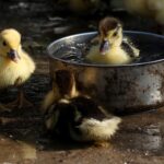 ducklings