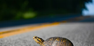 turtle crossing road