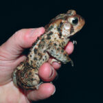 American toad