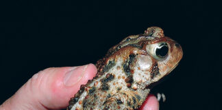 American toad