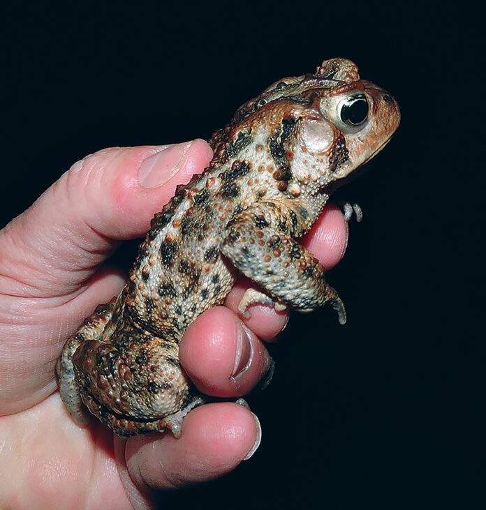 American toad