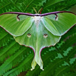 luna moth