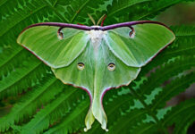 The luna moth: Mother Nature’s masterpiece luna moth
