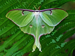 luna moth
