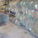 Prepping for the county hay show hay show