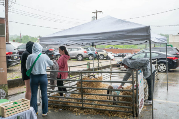 Running of the Wools