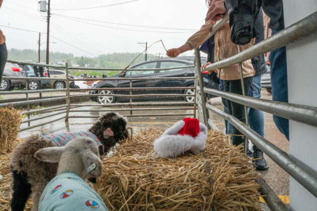 Running of the Wools