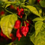 Spice of life: Passion for peppers transforms Zanesville family farm