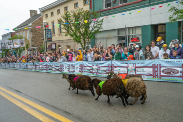 Running of the Wools
