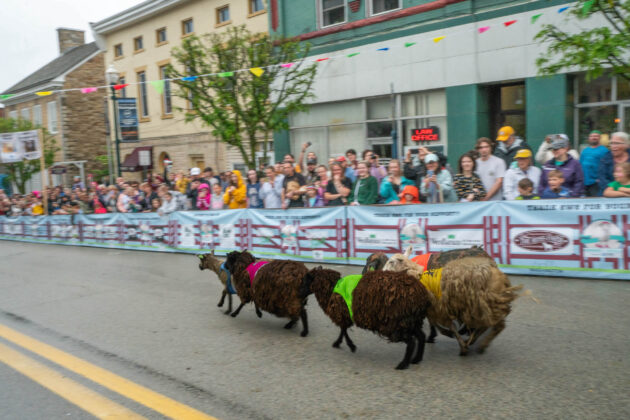 Running of the Wools