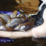 Expanding conservation efforts in Ohio give freshwater mussels hope salamander mussel