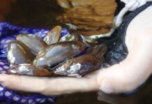 Expanding conservation efforts in Ohio give freshwater mussels hope salamander mussel
