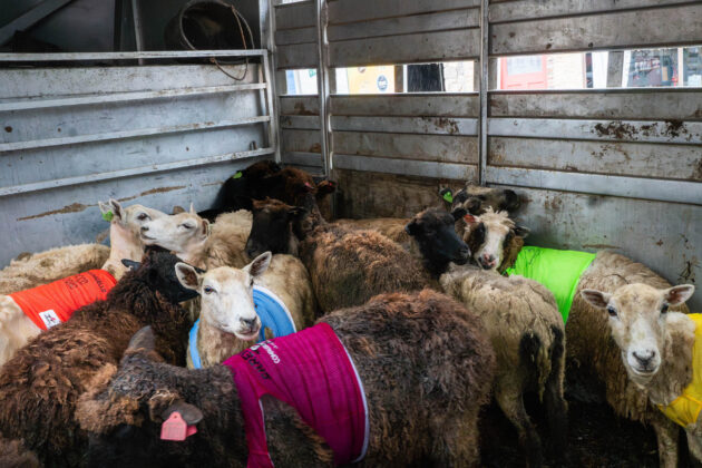 Running of the Wools