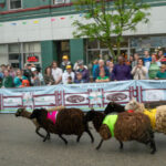 ‘Running of the Wools’ celebrates local sheep farming and centuries-old Ross Farms Running of the Wools