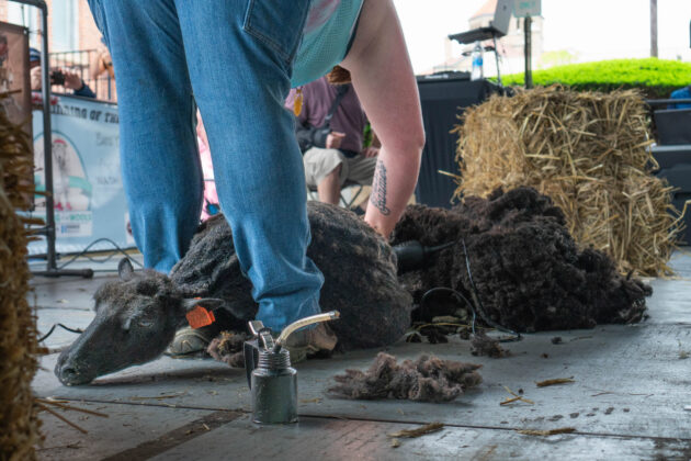 Running of the Wools