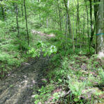 Planning prevents poor performance in woodlots woods