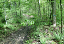 Deer, seedlings and soil pH influence local forest regeneration woods