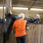 Happy tales at Happy Trails Farm Animal Sanctuary happy trails curry crew
