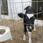Lessons learned in a calf pen taught lifelong determination A curious calf