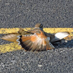 killdeer