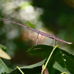 female walkingstick