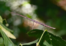 The walkingstick: Master of camouflage female walkingstick