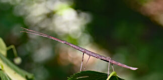 female walkingstick