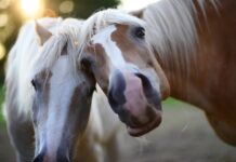 Stormy is a charming show pony if ever there was one pony