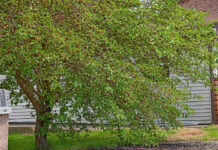The mulberry tree white mulberry tree