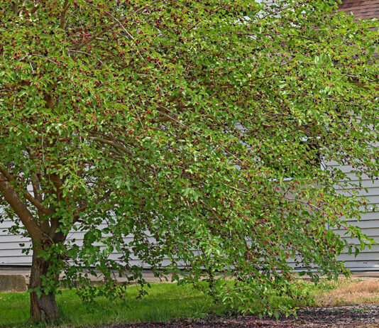 white mulberry tree