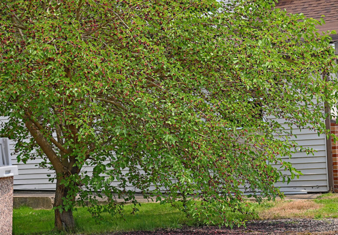 white mulberry tree