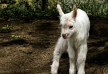 Our goats, our animals beloved white kid goat standing on land