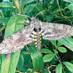 Tomato hornworm: Friend or foe?