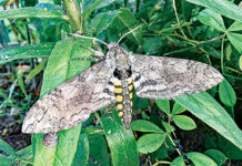 Tomato hornworm: Friend or foe?