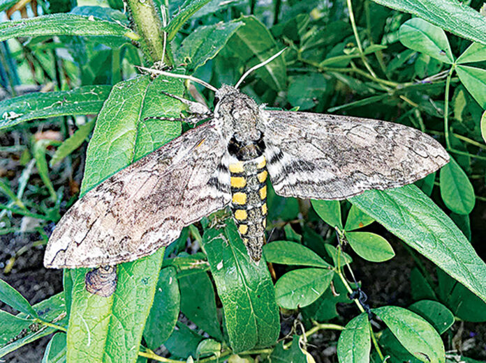 Carolina Sphinx_RGB_WEB