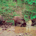 Bill aims to prevent feral pigs from getting a foothold in the Ohio