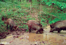 Bill aims to prevent feral pigs from getting a foothold in the Ohio