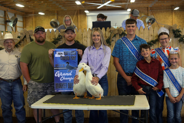 GRAND CHAMPION DUCKS