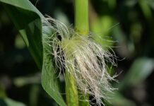 Interesting markets just became fascinating corn