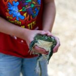 Frogs bring community together in Valley City
