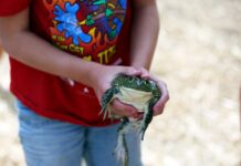 Frogs bring community together in Valley City