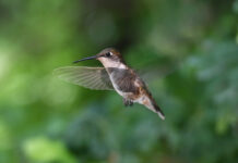 The ruby-throated hummingbird hummingbird
