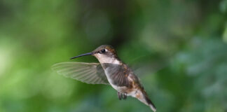 hummingbird