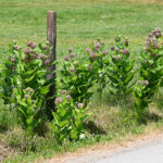 milkweed fencerow